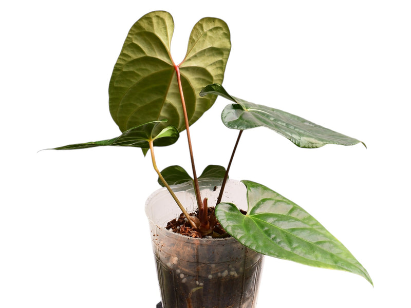 Anthurium Luxury Jungle x Anthurium Capibara