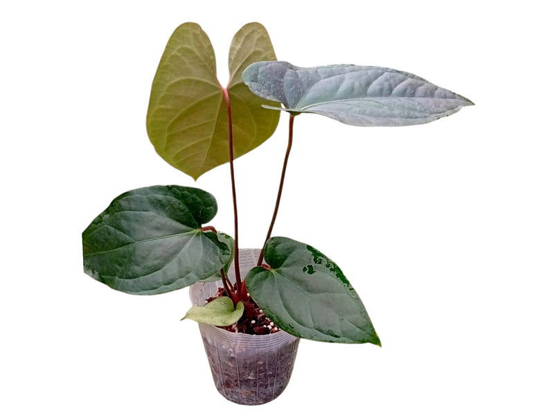 Anthurium Luxury Jungle x Anthurium besseae aff