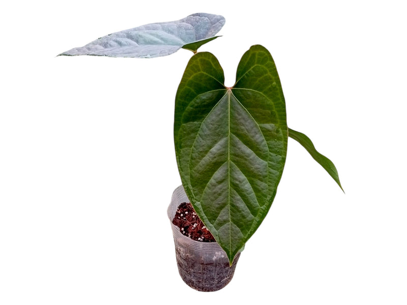 Anthurium Luxury Jungle x Anthurium besseae aff