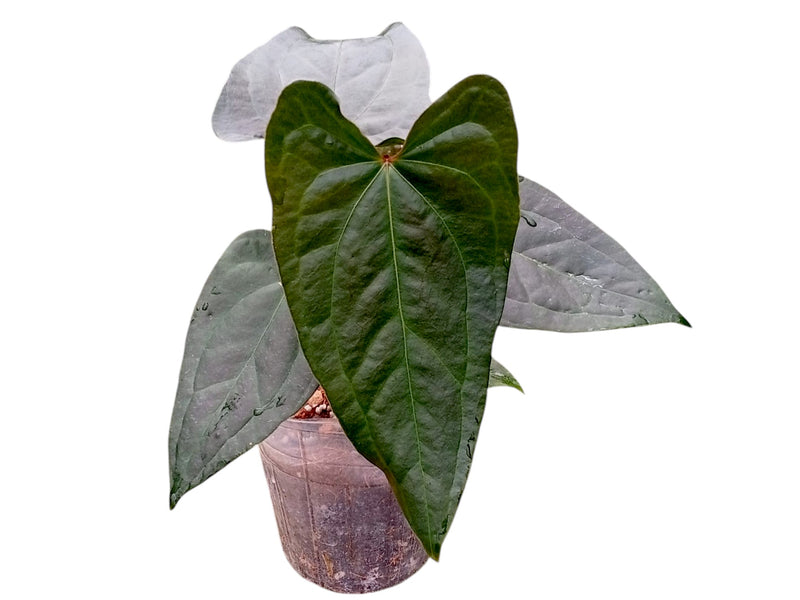 Anthurium Luxury Jungle x Anthurium besseae aff