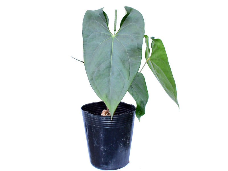 Anthurium Luxury Jungle x Anthurium forgetii