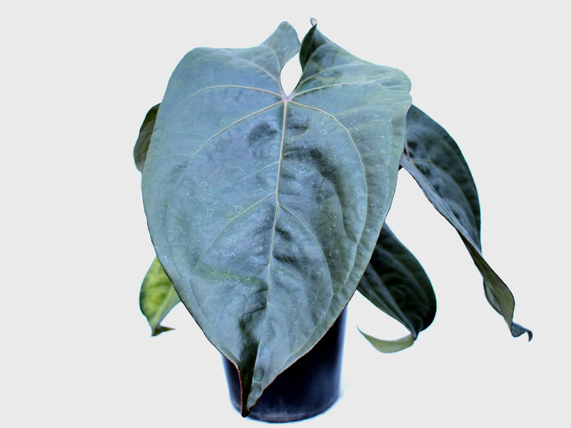 Anthurium Luxury Jungle x Anthurium forgetii