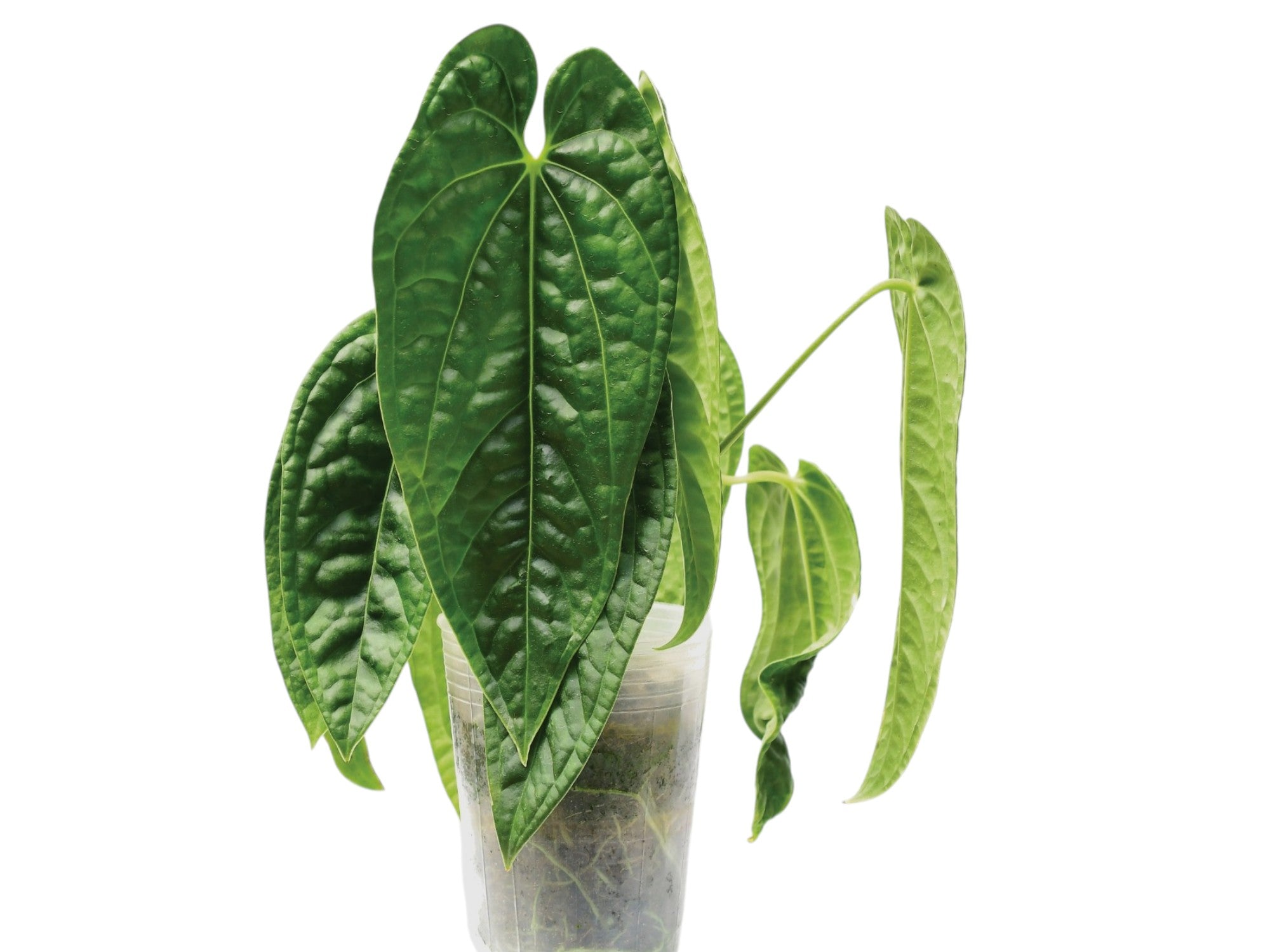 Anthurium Luxury Queen 'Inverse crossing' — Ecuagenera Orquídeas