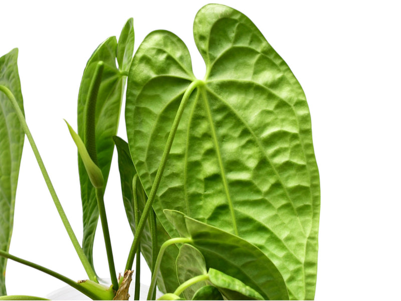 Anthurium Luxury Queen 'Inverse crossing'