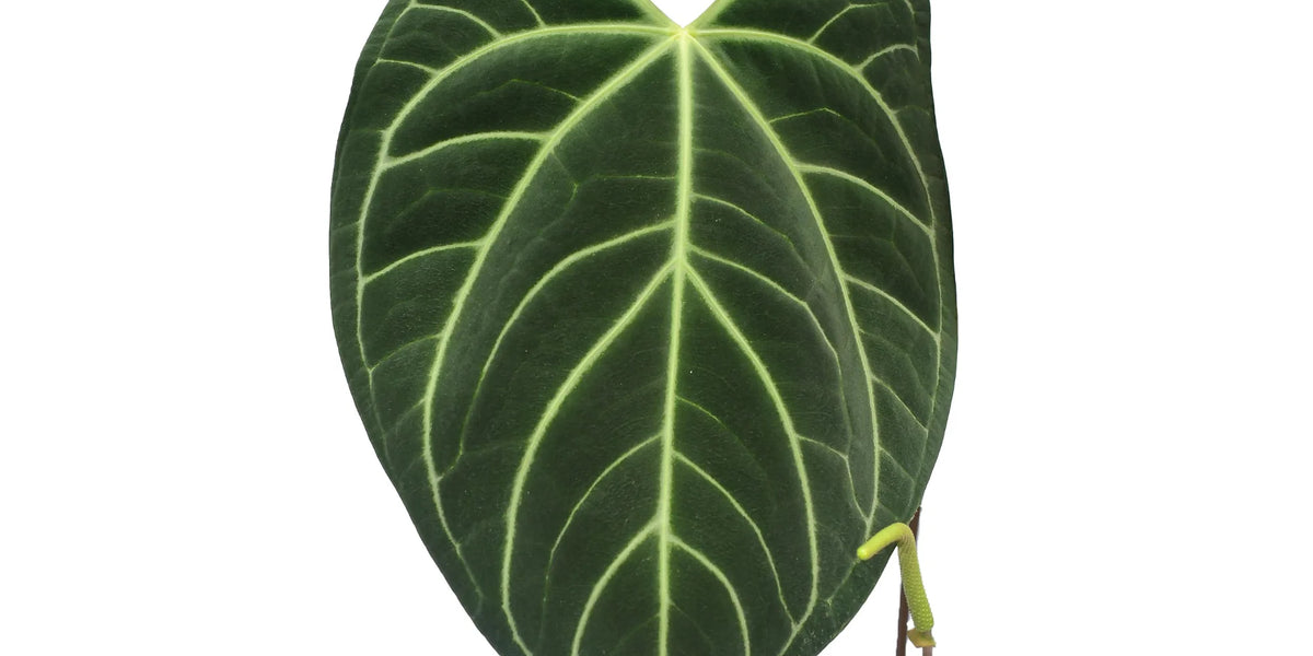 is anthurium expensive Anthurium Luxury Velvet — Ecuagenera Orquídeas del Ecuador