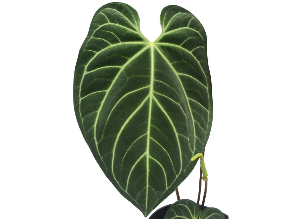 Anthurium Luxury Velvet