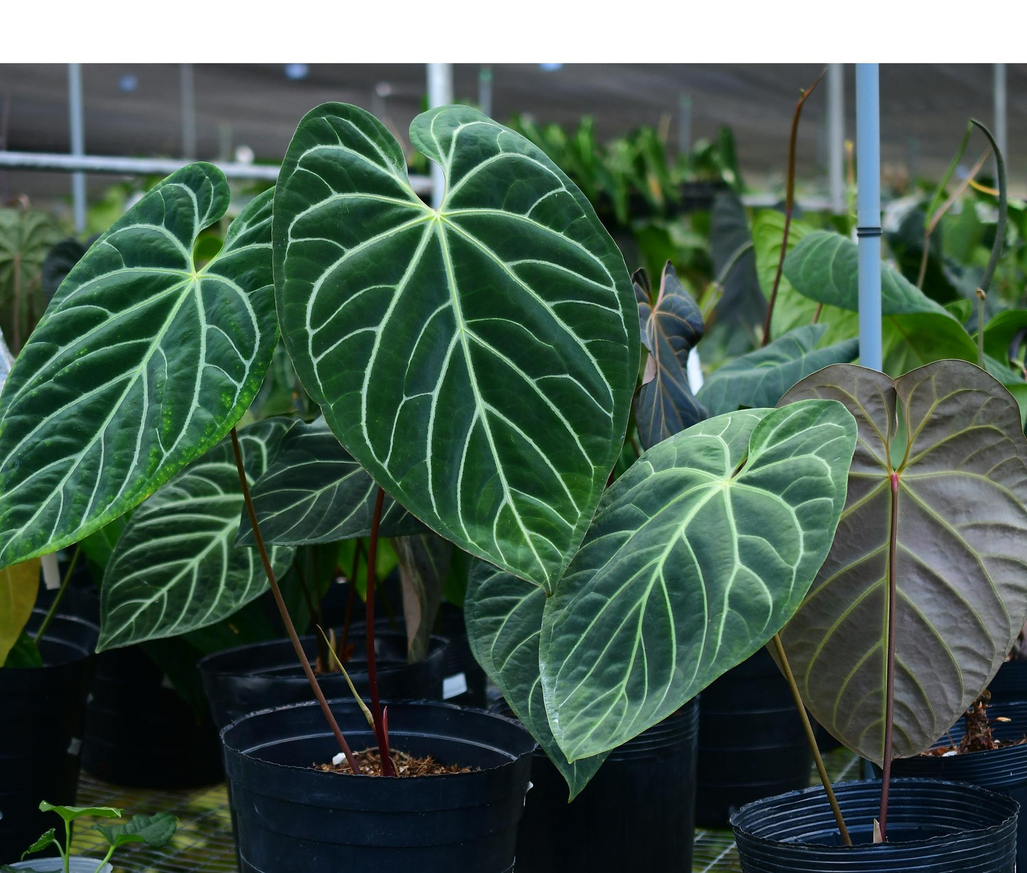 anthurium bellum Anthurium Luxury Velvet — Ecuagenera Orquídeas del Ecuador