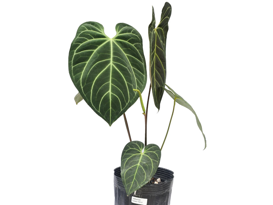 Anthurium Luxury Velvet