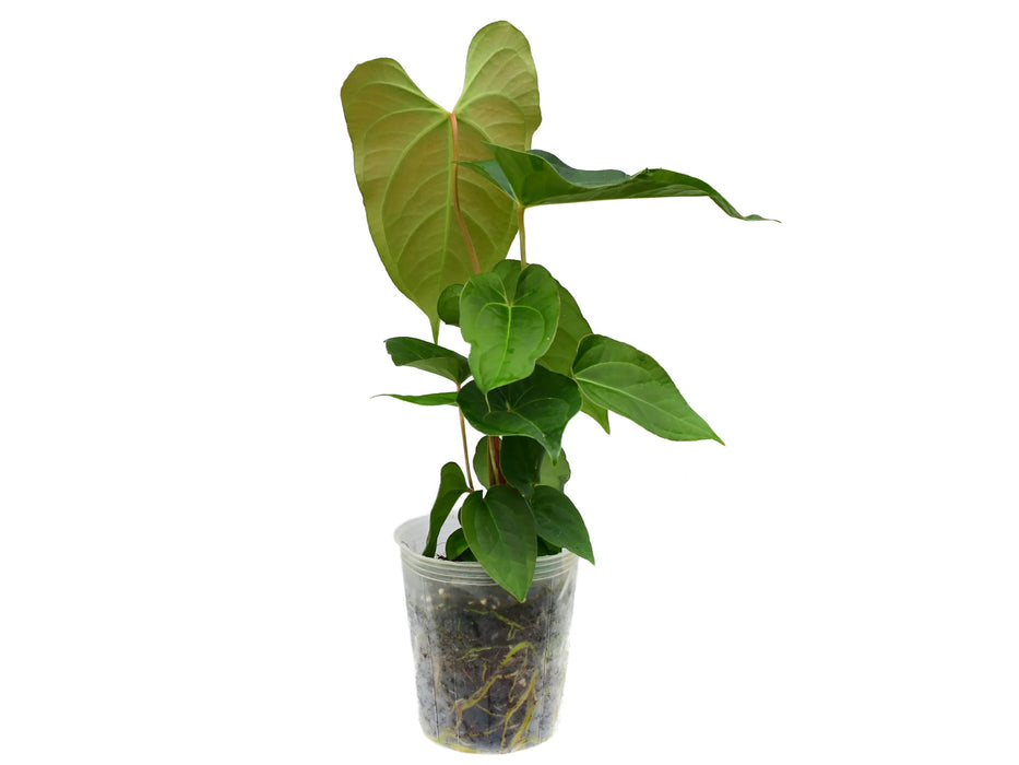 Anthurium Magic Kiss