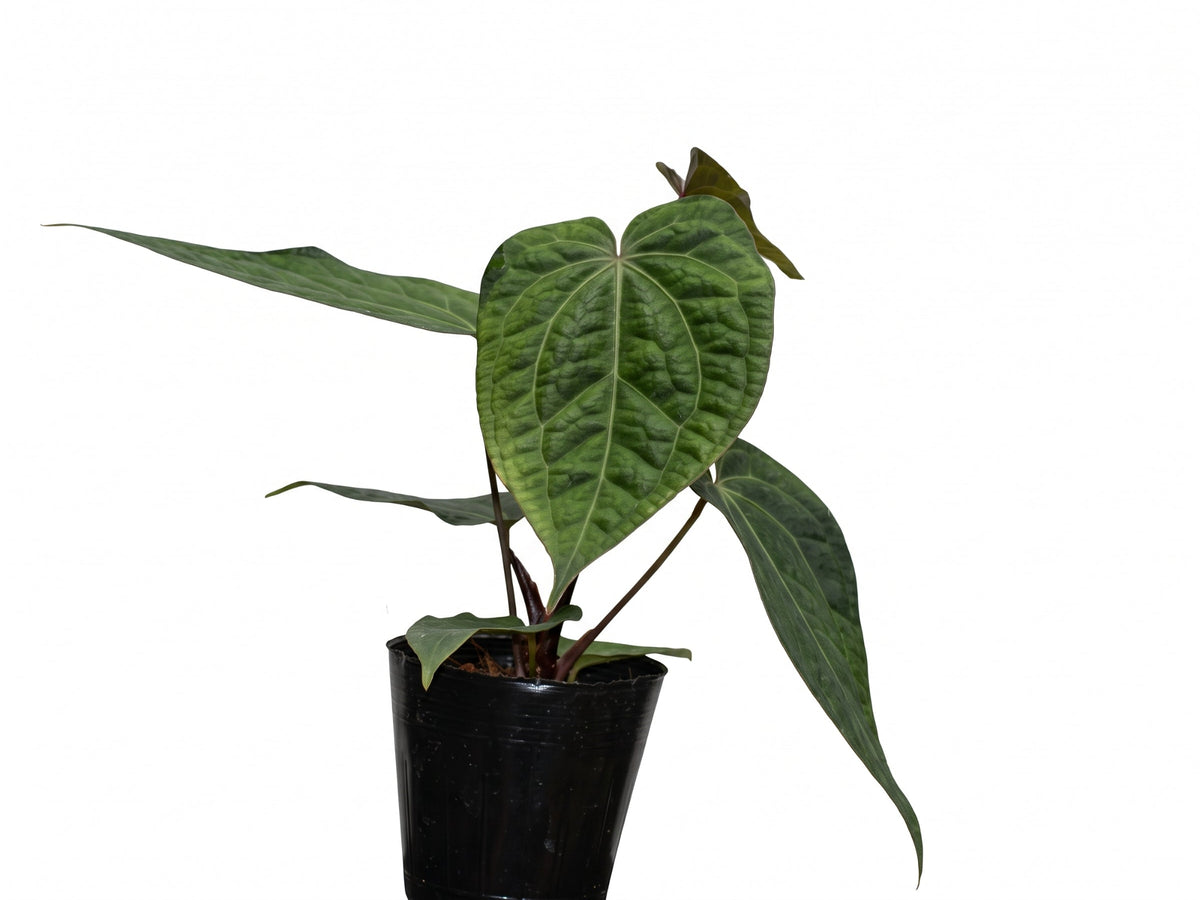 Anthurium Magic Kiss x Anthurium Deborah Ward