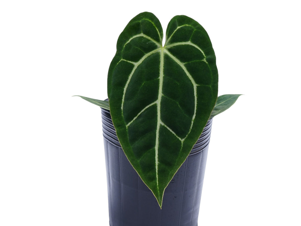 Anthurium Magnificent Girl 'Inverse crossing' x Anthurium Glamour Gree   Ecuagenera Orqudeas del Ecuador