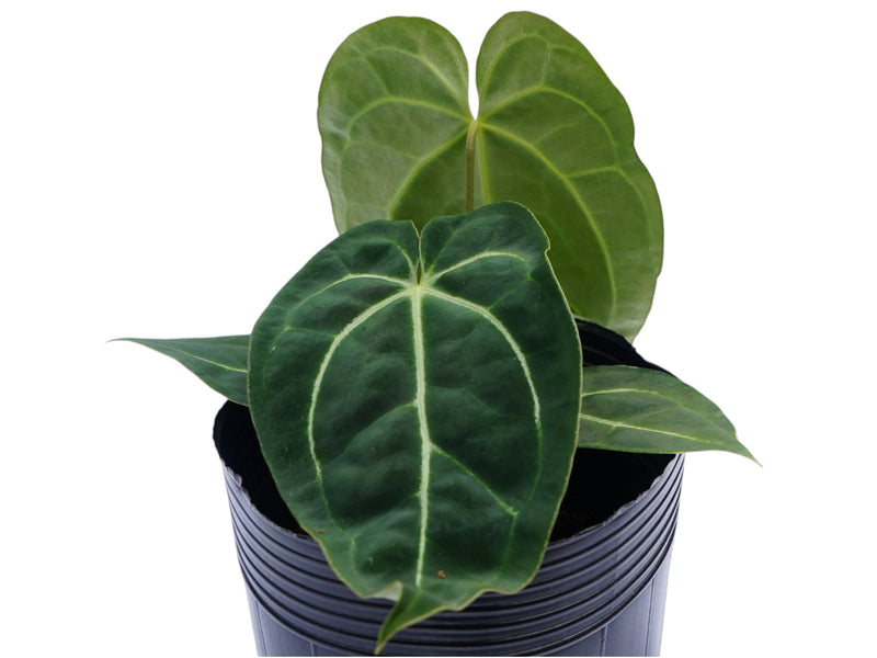 Anthurium Magnificent Girl 'Inverse crossing' x Anthurium Glamour Green