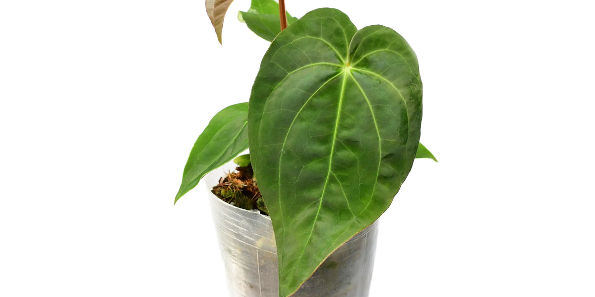 Anthurium Magnificent Dress — Ecuagenera Orquídeas del Ecuador