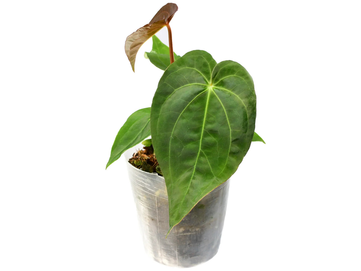 Anthurium Magnificent Dress — Ecuagenera Orquídeas del Ecuador