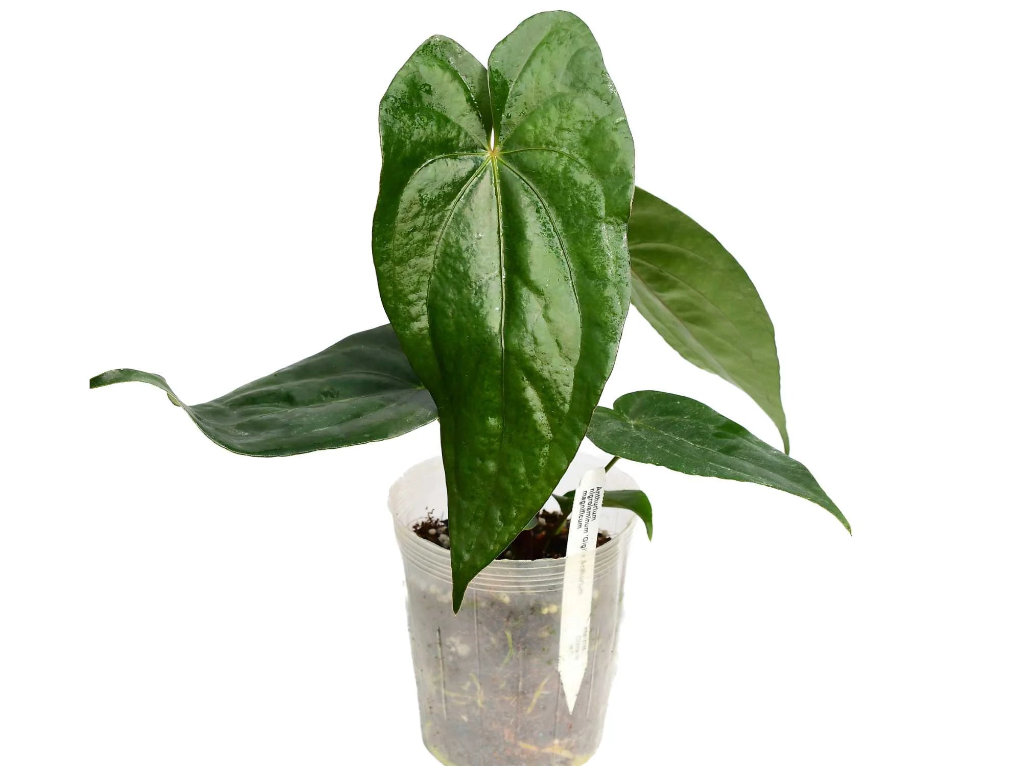 anthurium huegelii marie Anthurium Magnificent Gigi — Ecuagenera Orquídeas del Ecuador
