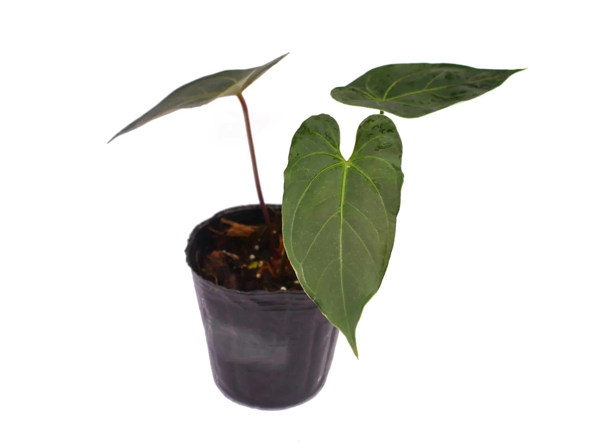 Anthurium Magnificent Gigi 'Inverse crossing' (seedling) — Ecuagenera  Orquídeas del Ecuador
