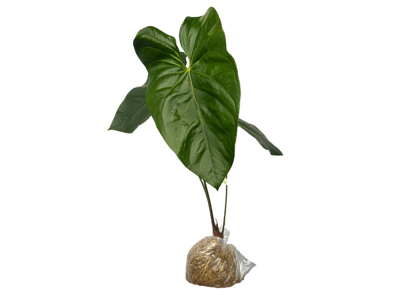 anthurium gigas Anthurium Magnificent Gigi — Ecuagenera Orquídeas del Ecuador