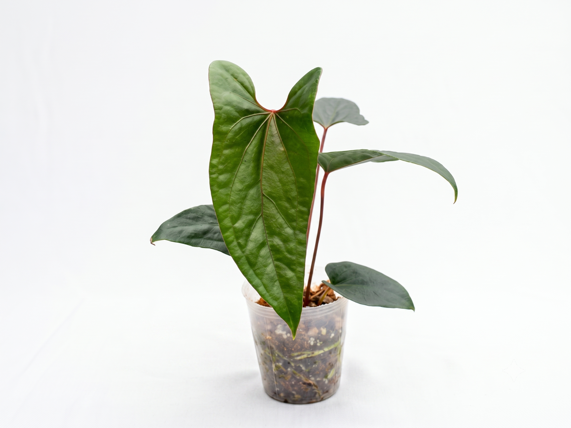 Anthurium Magnificent Gigi x Anth. Luxury Jungle