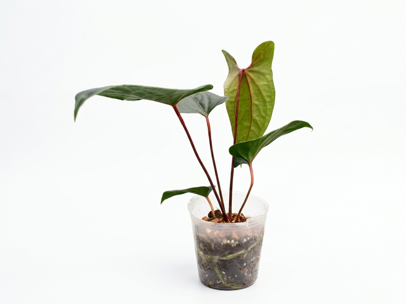 Anthurium Magnificent Gigi x Anth. Luxury Jungle