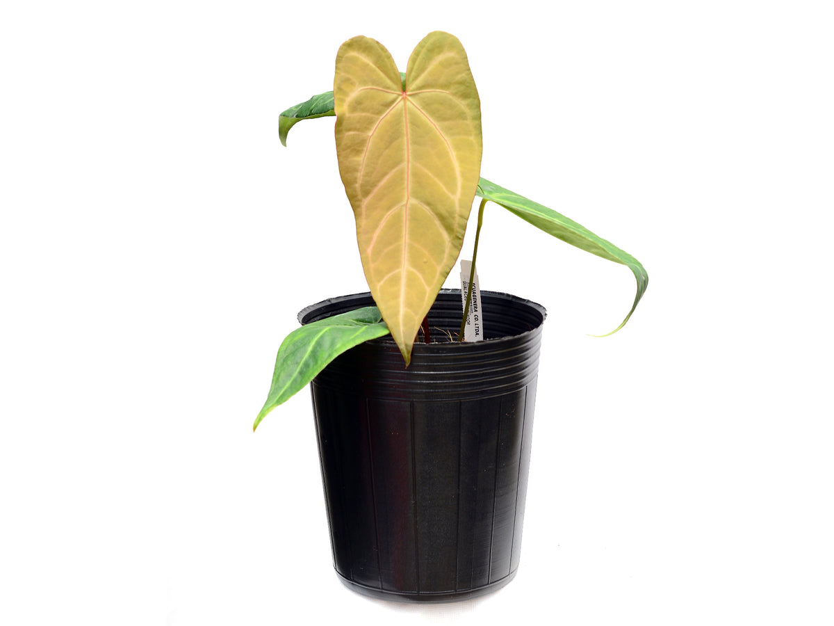 Anthurium Magnificent Gigi x Anth. Magnificent Silver