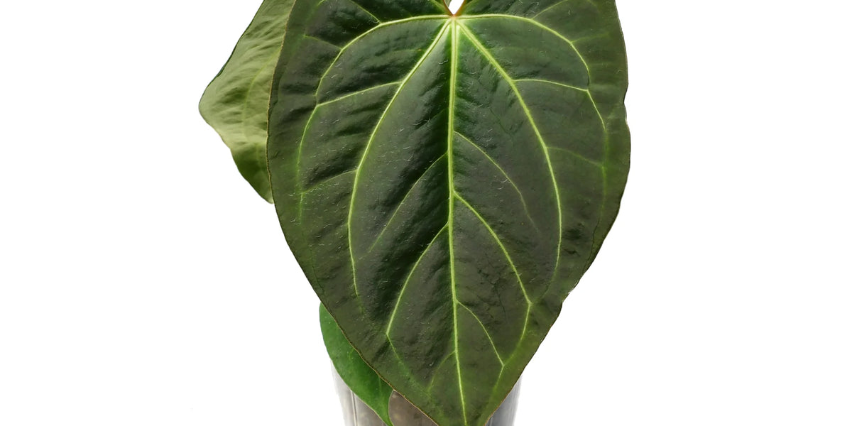 Anthurium Magnificent Girl 'Fantasy' — Ecuagenera Orquídeas del Ecuador