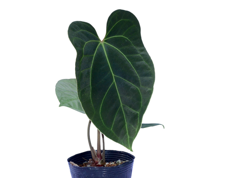 Anthurium Magnificent Girl 'Fantasy' x Anthurium Andean Moon