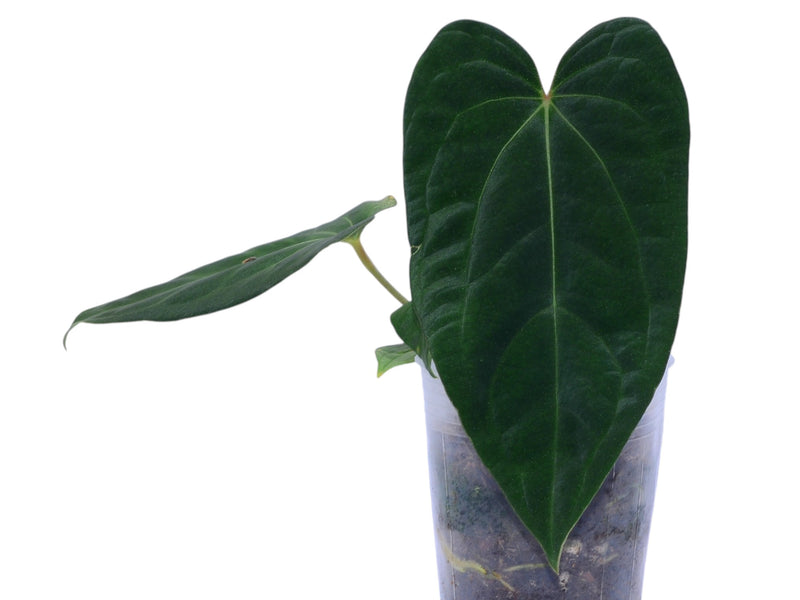 fantasia anthurium Anthurium Magnificent Girl 'Fantasy' x Anthurium dressleri