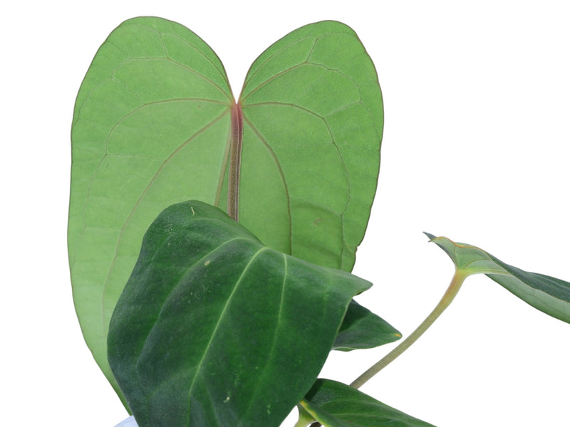 Anthurium Magnificent Girl 'Fantasy' x Anthurium dressleri