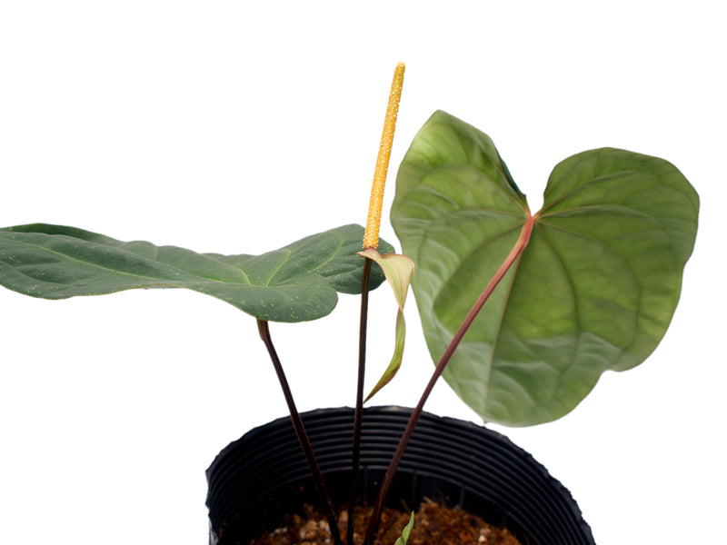 Anthurium Magnificent Girl 'Fantasy' x Anthurium dressleri