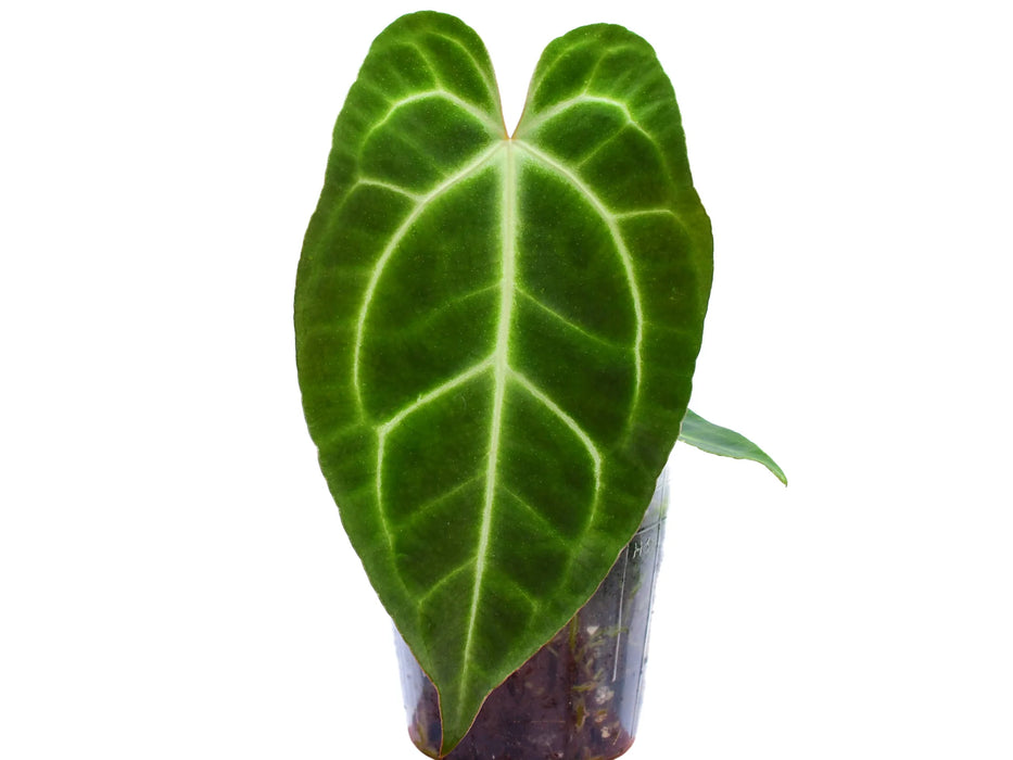 Anthurium Magnificent Girl 'Inverse crossing'