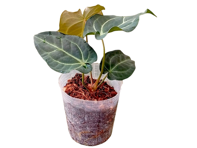 Anthurium Magnificent Girl x Anth. Magnificent Silver