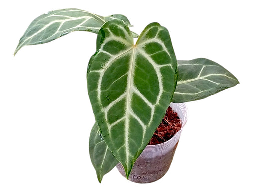 anthurium c Anthurium Magnificent Girl x Anth. Magnificent Silver