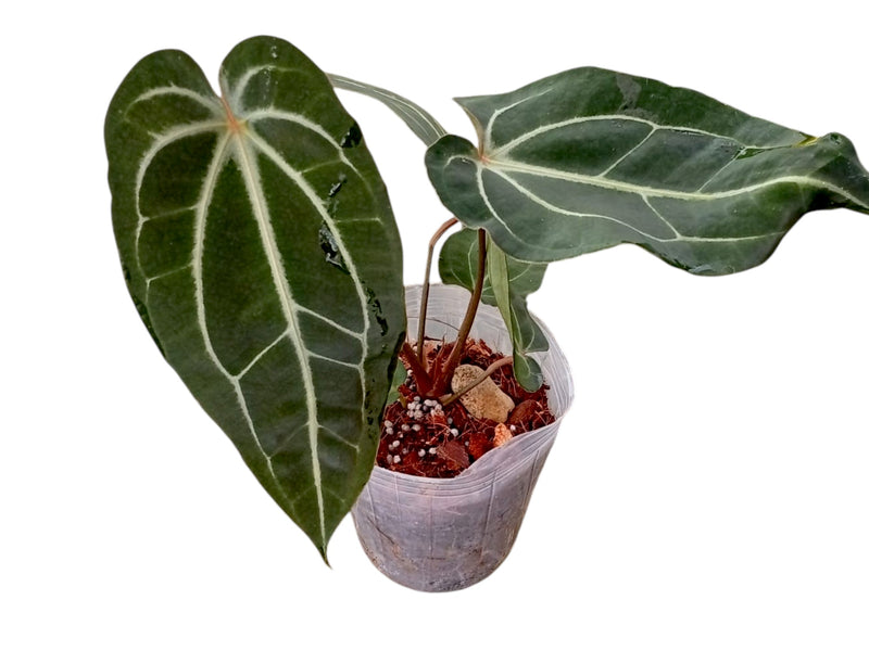 ecuagenera anthurium Anthurium Magnificent Girl 'Inverse crossing' x Anthurium Ecuagenera Green Soul