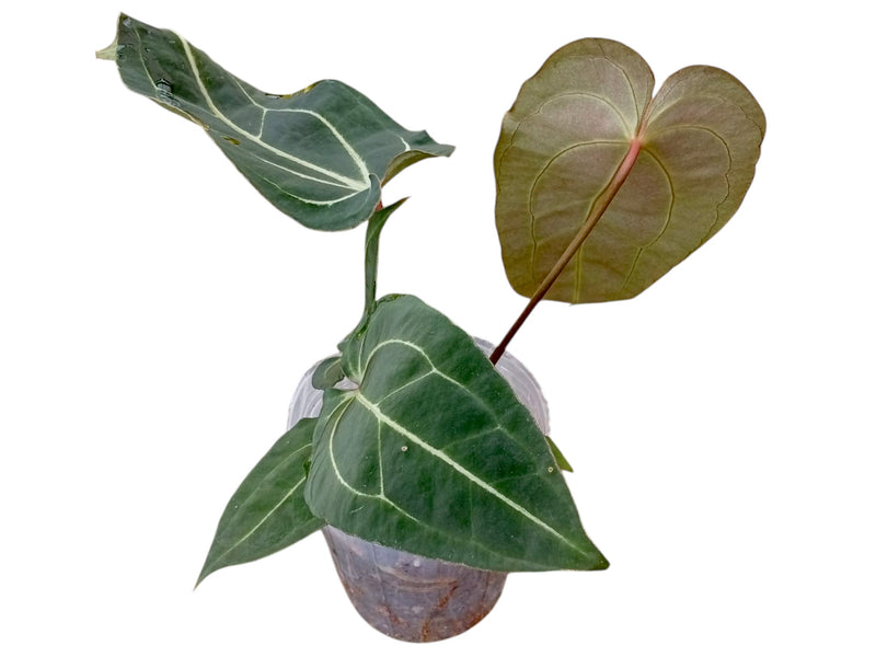 anthurium magnificent girl Anthurium Magnificent Girl 'Inverse crossing' x Anthurium Ecuagenera Green Soul
