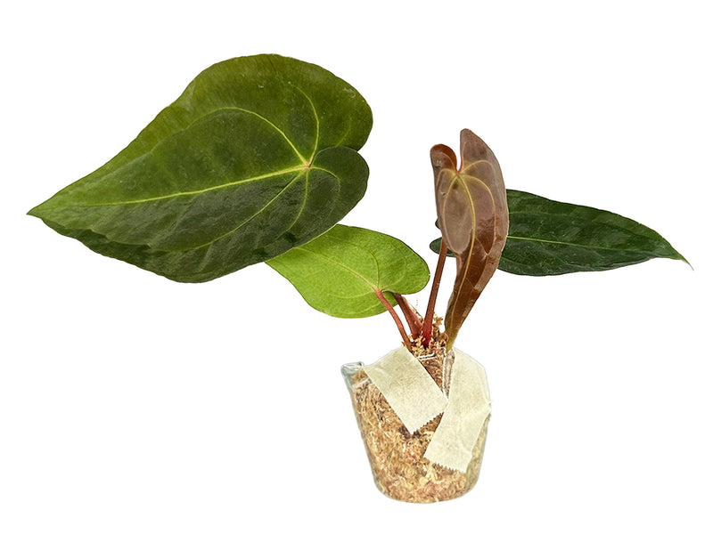 Anthurium Magnificent Girl 'Inverse crossing' x Anthurium papillilaminum