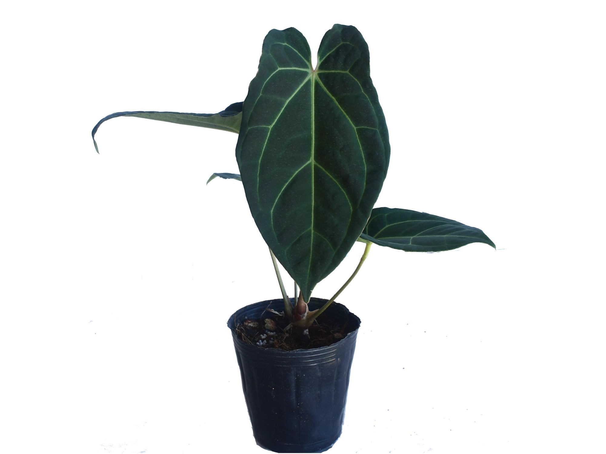 Anthurium Magnificent Girl 'Inverse crossing' x Anth. Eureka
