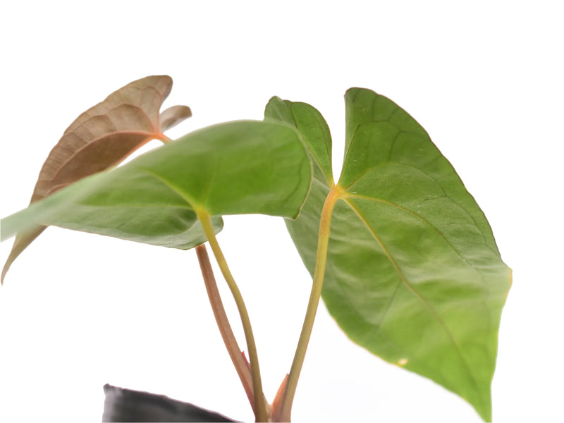 anthurium magnificent girl Anthurium Maya Butterflies 'Gigi'
