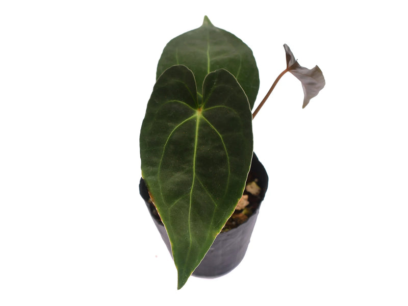 Anthurium Magnificent Girl 'Inverse crossing' x Anthurium papillilaminum