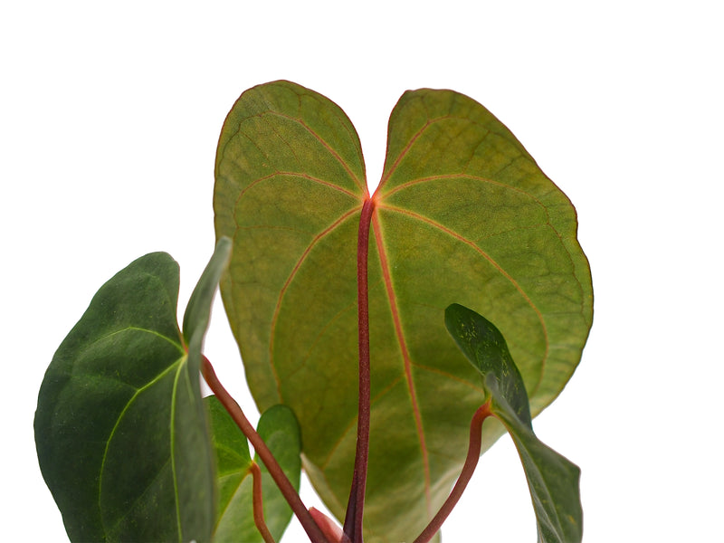 Anthurium Magnificent Girl 'Inverse crossing' x Anthurium papillilaminum