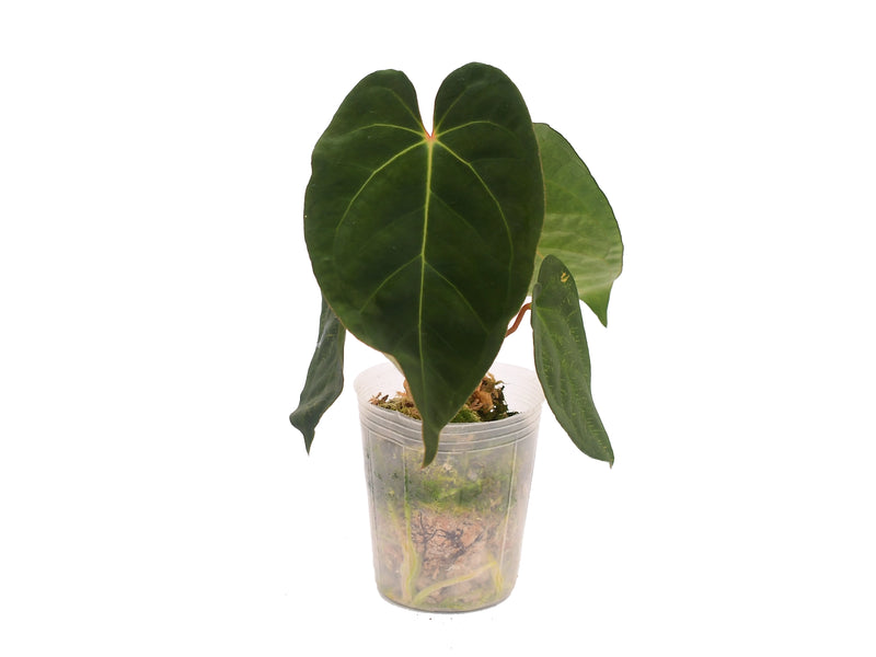 Anthurium Magnificent Girl 'Inverse crossing' x Anthurium papillilaminum