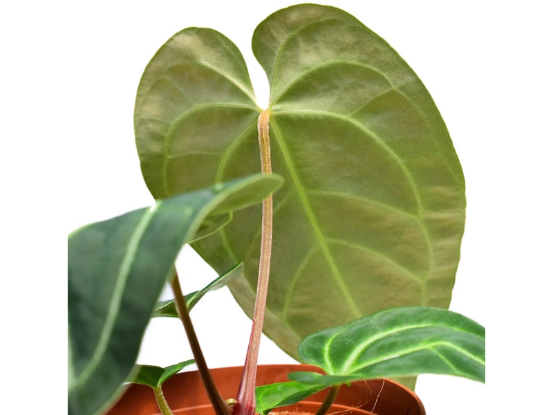 anthurium magnificent girl Anthurium Magnificent Girl