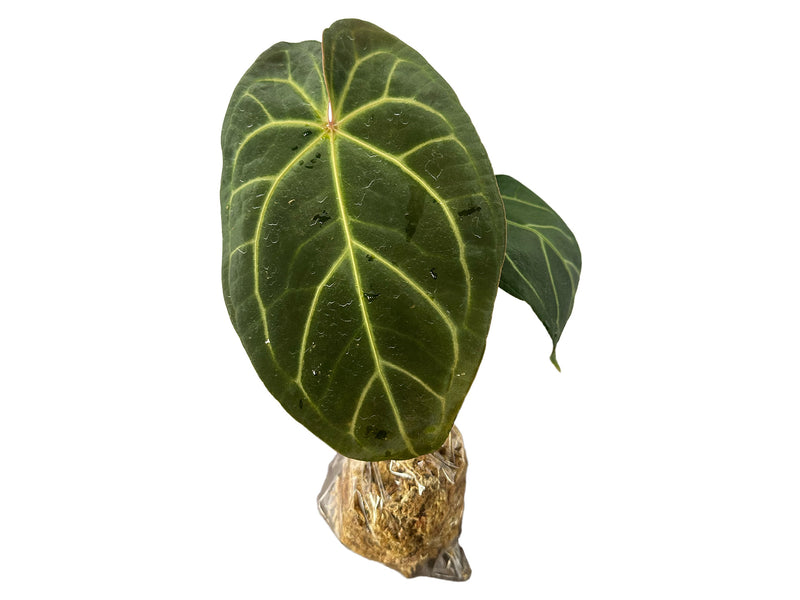 Anthurium Magnificent Girl