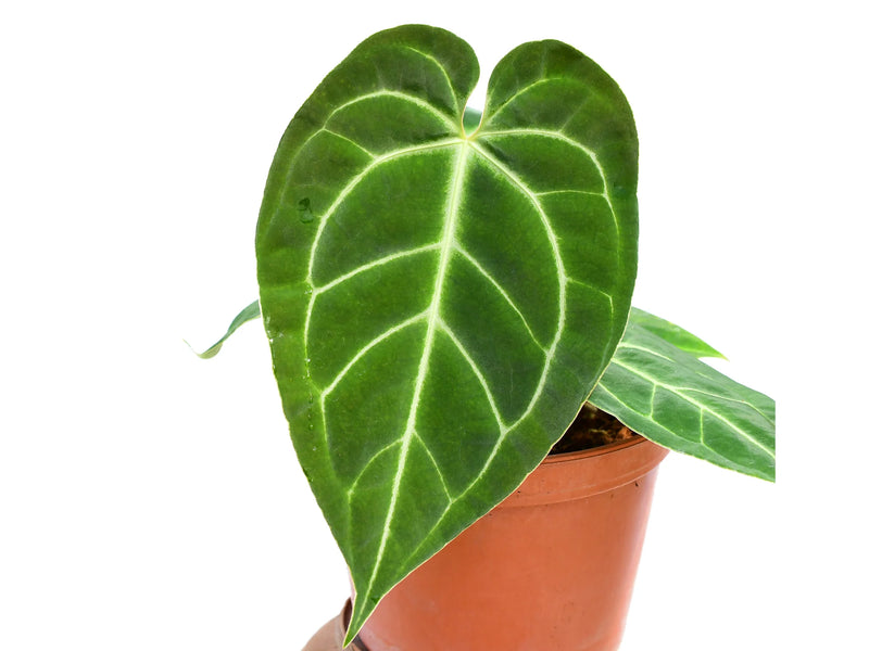 anthurium marisol Anthurium Magnificent Girl