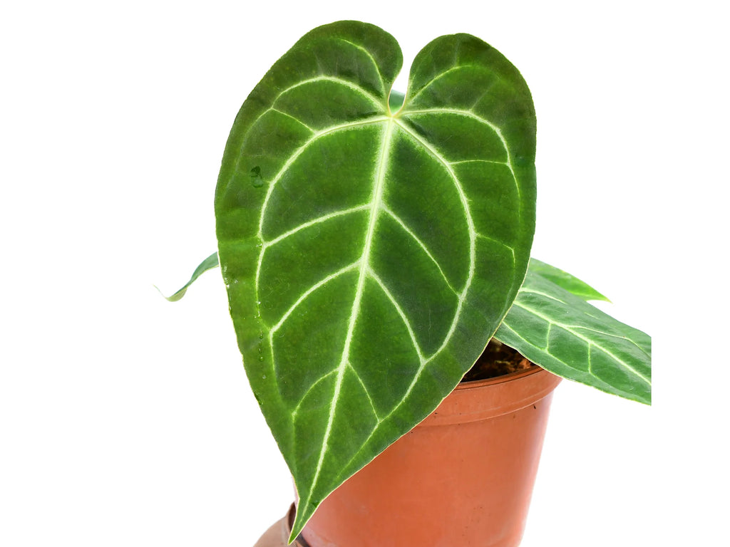 anthurium magnificent Anthurium Magnificent Girl