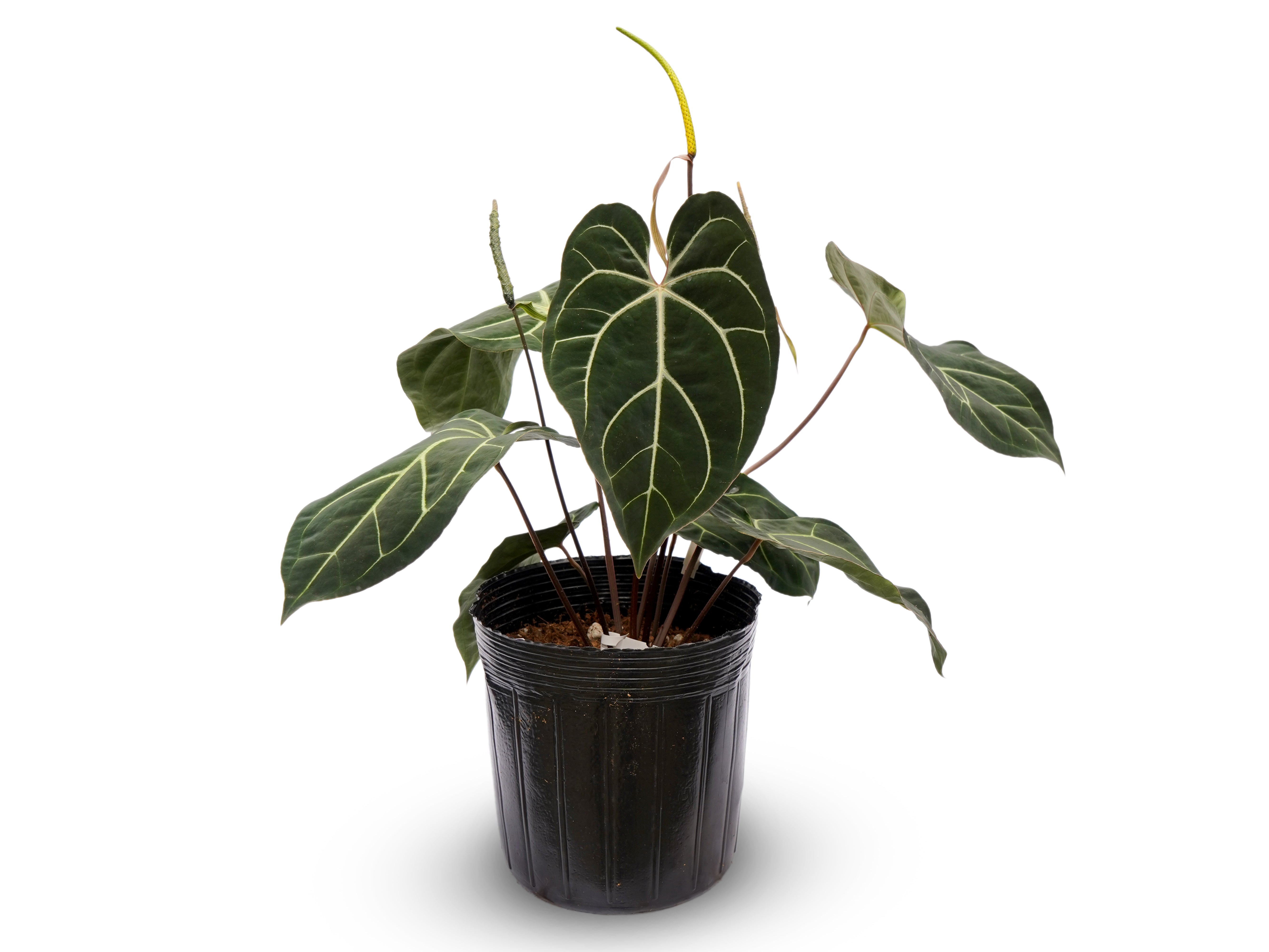 Anthurium Magnificent Girl 'Inverse crossing' x Anth. Eureka