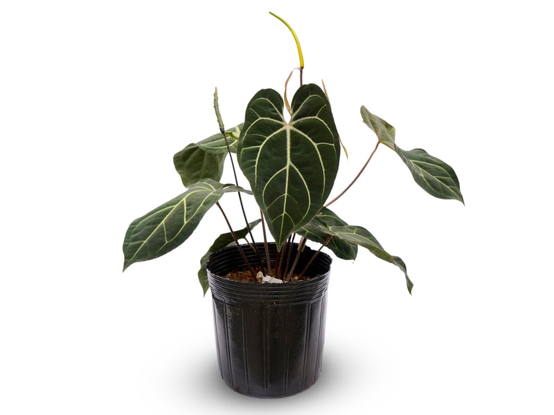 Anthurium Magnificent Girl 'Inverse crossing' x Anth. Eureka