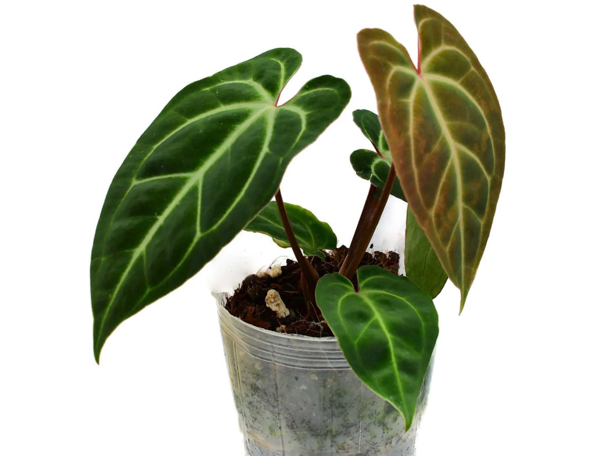 Anthurium (regale x 'SKG hybrid') x besseae aff
