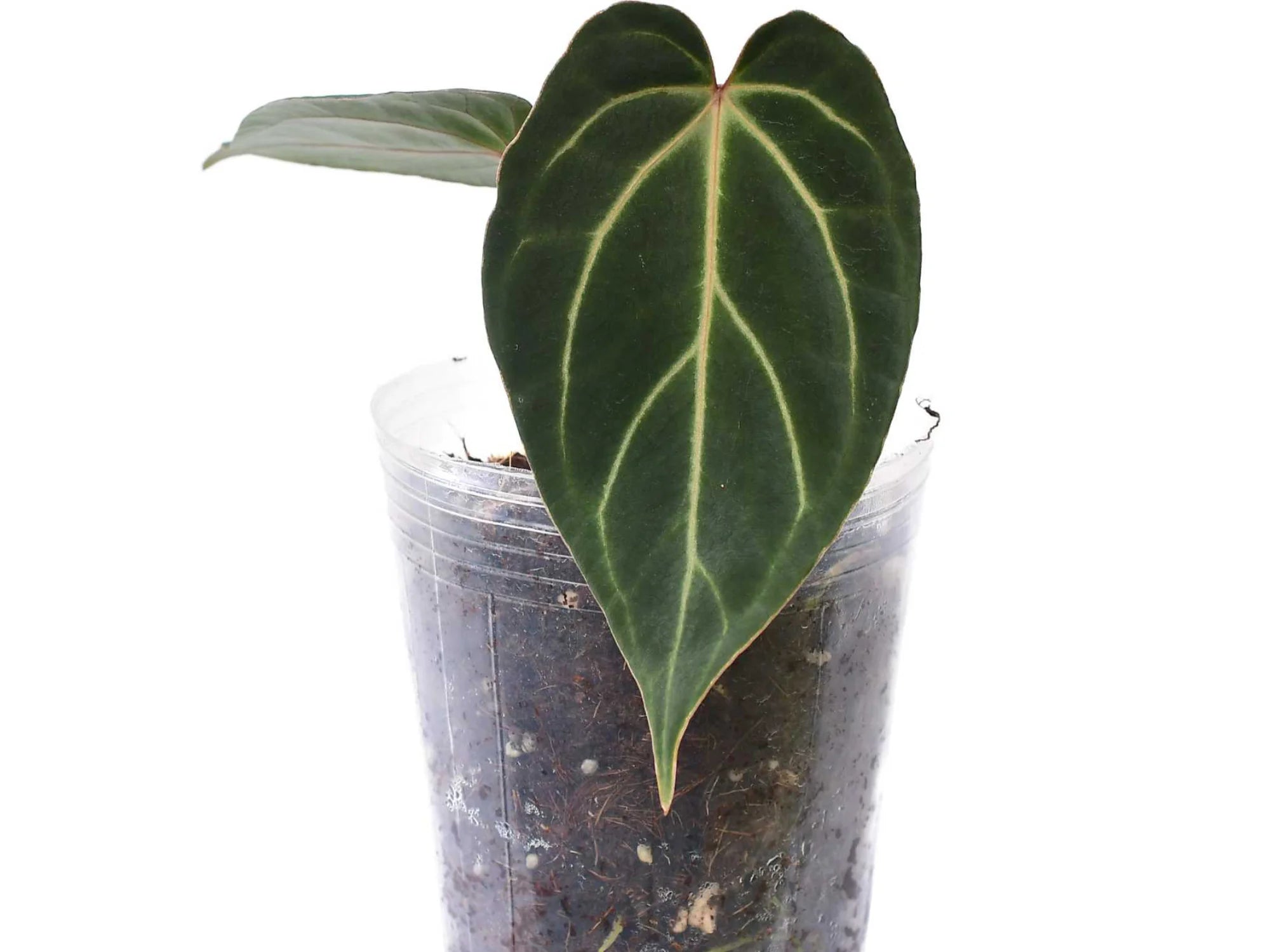 Anthurium Urban Oasis 'Inverse crossing'