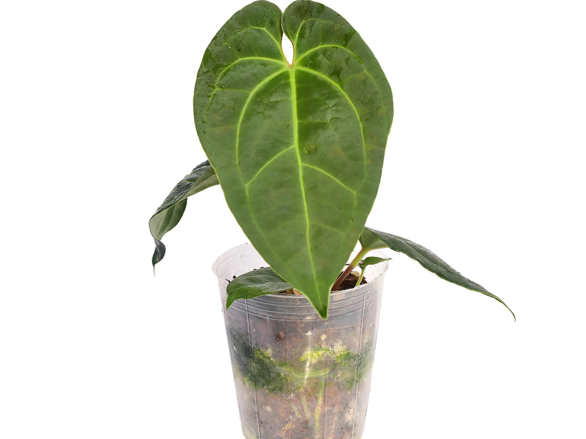 Anthurium Magnificent Girl x Anthurium luxurians — Ecuagenera Orquídeas ...