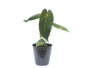 anthurium magnificent girl Anthurium Magnificent Girl x Anthurium papillilaminum